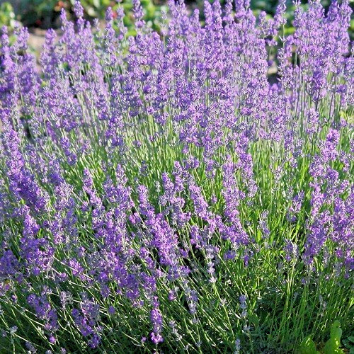 2,500 English Vera Lavender Seeds Beautiful Fragrant Heirloom Perennial Non-GMO