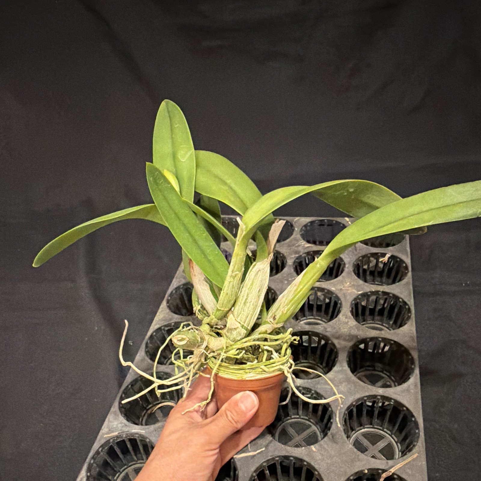 Blc. Kaboom ‘SVO’ x Love Sound ‘Dogashima’ AM-AOS in bud