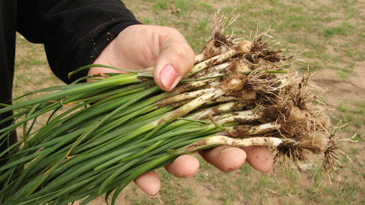 WILD GARLIC CHIVES LIVE PLANTS PERENNIAL SET OF 6