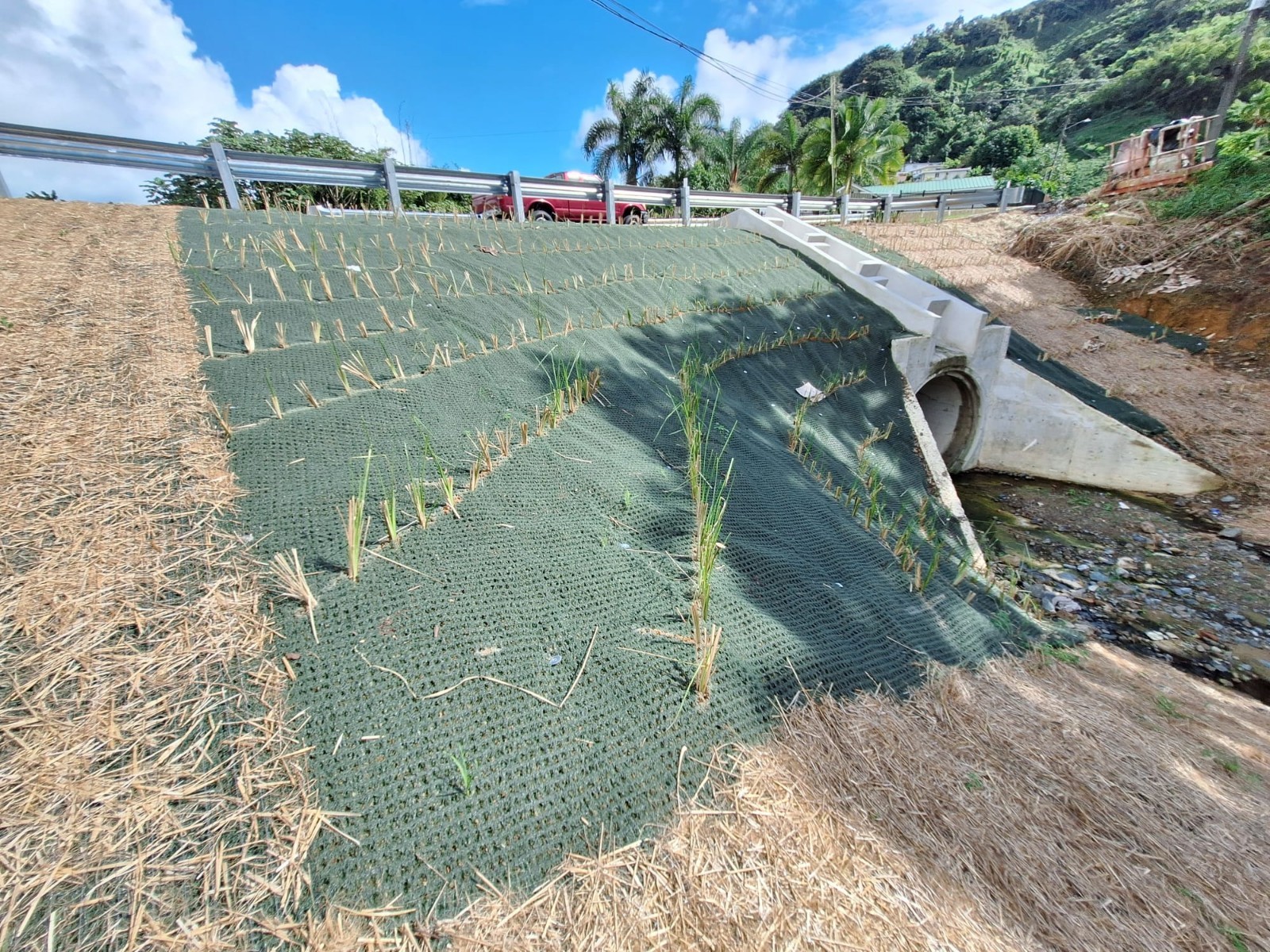 Vetiver live plant for EROSION CONTROL 25 pcs combo
