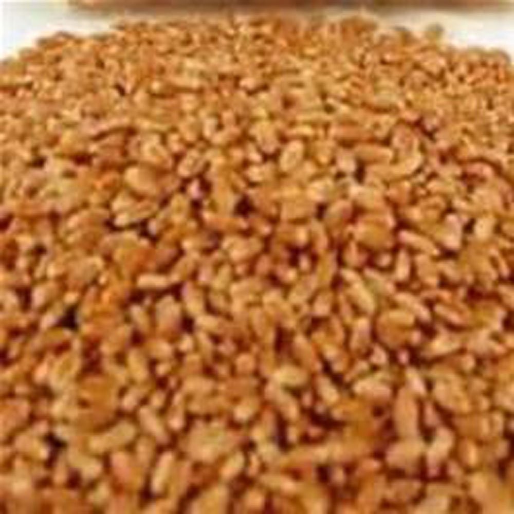 Non-GMO, Hard Red Wheat Grass – Sprouting Sprouts Wheatgrass BROWN