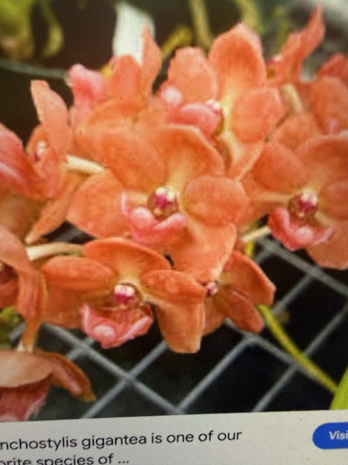Orchid Plant Premuim Box full some in Pots no bloom w tag 20