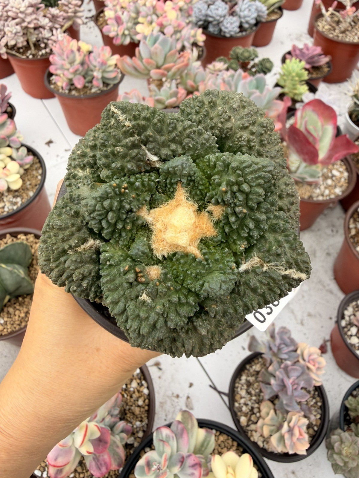 Rare Cactus Grafted