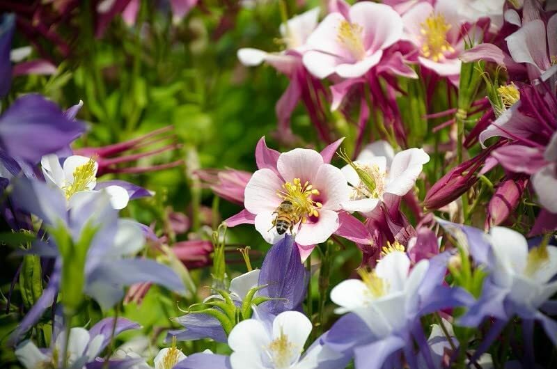 100 Multicolor Columbine Seeds for Planting Non-GMO Glass Columbine Flower Seeds