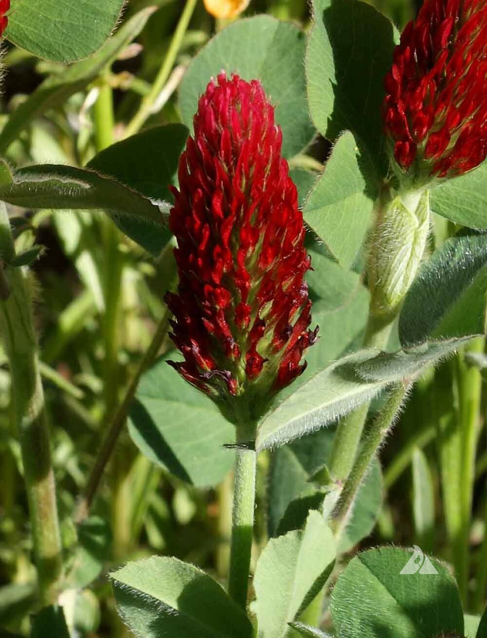 Clover CRIMSON RED Flowers legume adds Nitrogen Pollinators Non-GMO 1000+ Seeds!