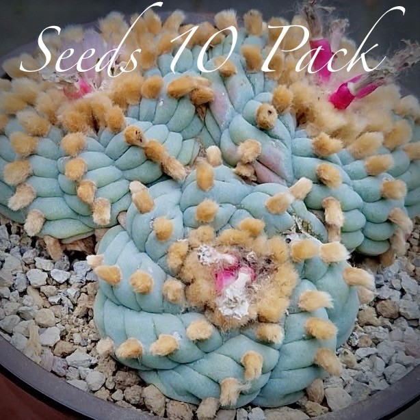 RARE SEEDS (10pk) L. Var. “Sierra de La Paila” x10 (Ten) Cactus US SELLER