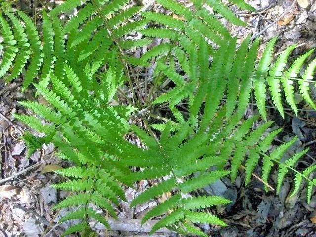 CINNAMON FERN SPORES – Osmundastrum cinnamomeum Tree Landscape