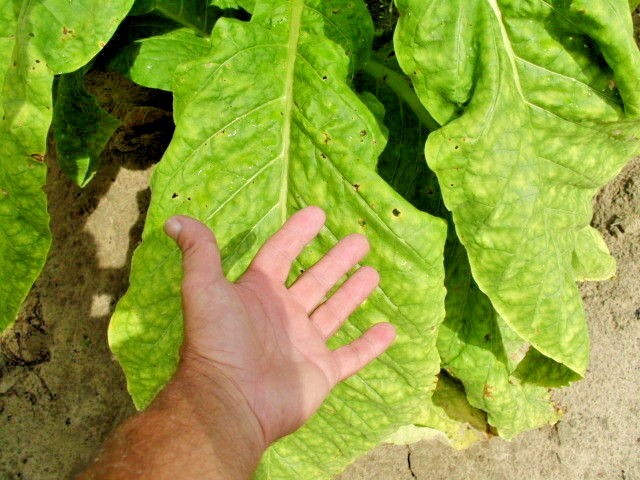 KENTUCKY BROWN TOBACCO – Nicotiana tabacum – 100 SEEDS