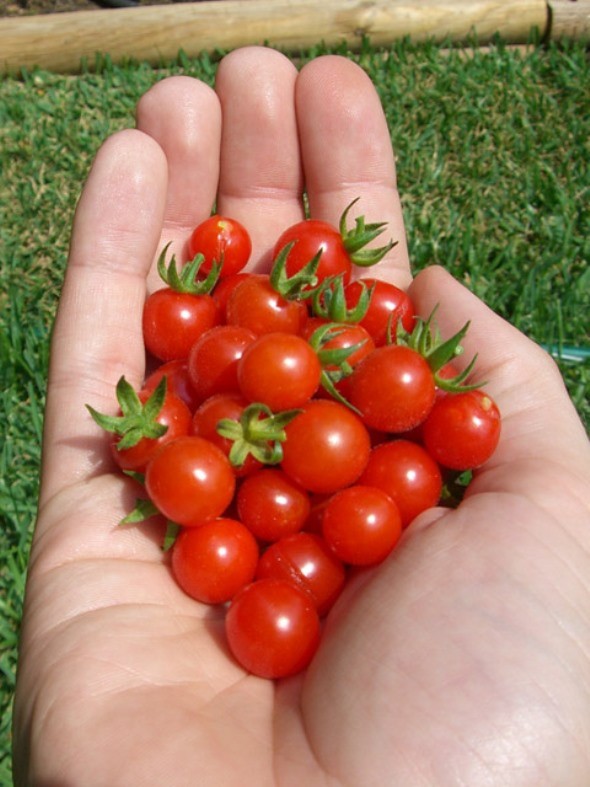 30 MATT’S WILD CHERRY TOMATO SEEDS ~ heirloomseedguy ~ 2026 ~ NON-GMO