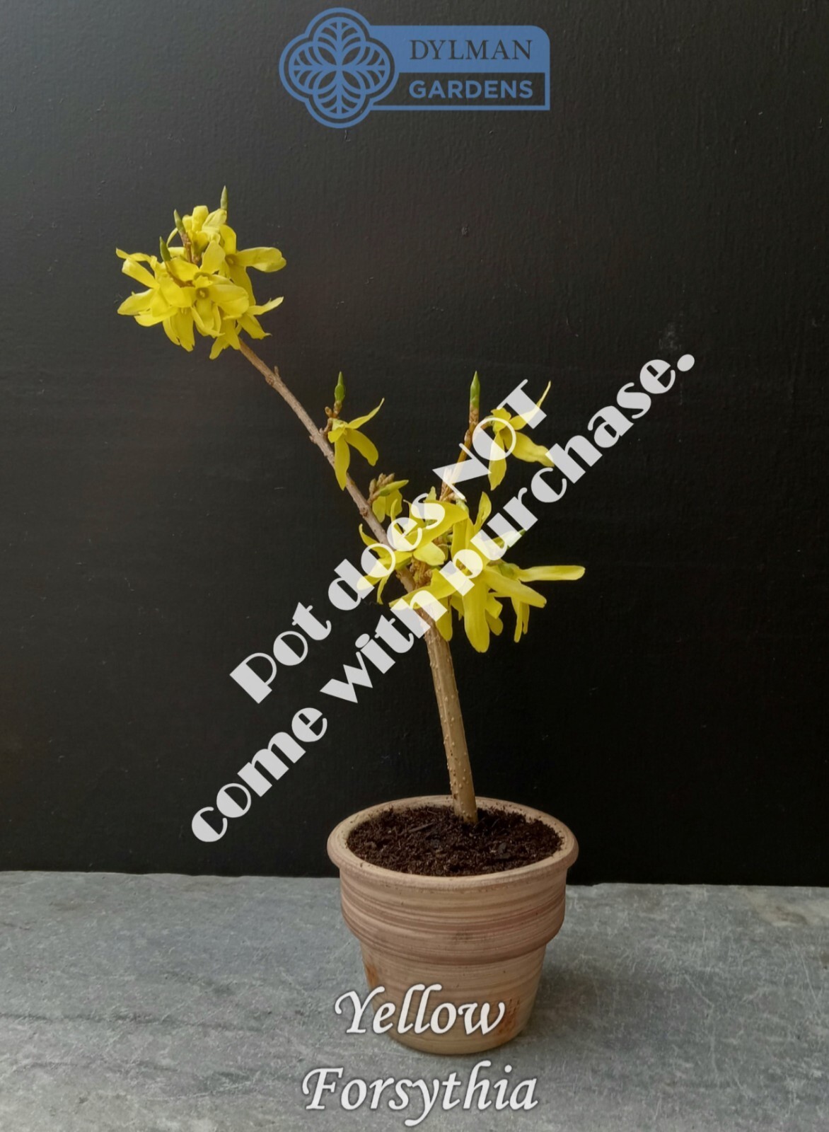 Forsythia Plant (Forsythia x intermedia) – Yellow Spring Blooms – Multiple Sizes