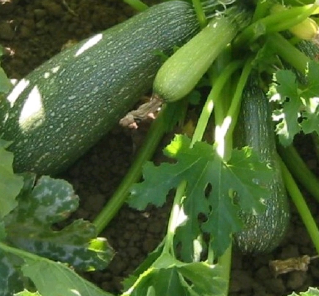 40+ Grey Zucchini Seeds **Fresh Seeds** ~~Free Shipping~~