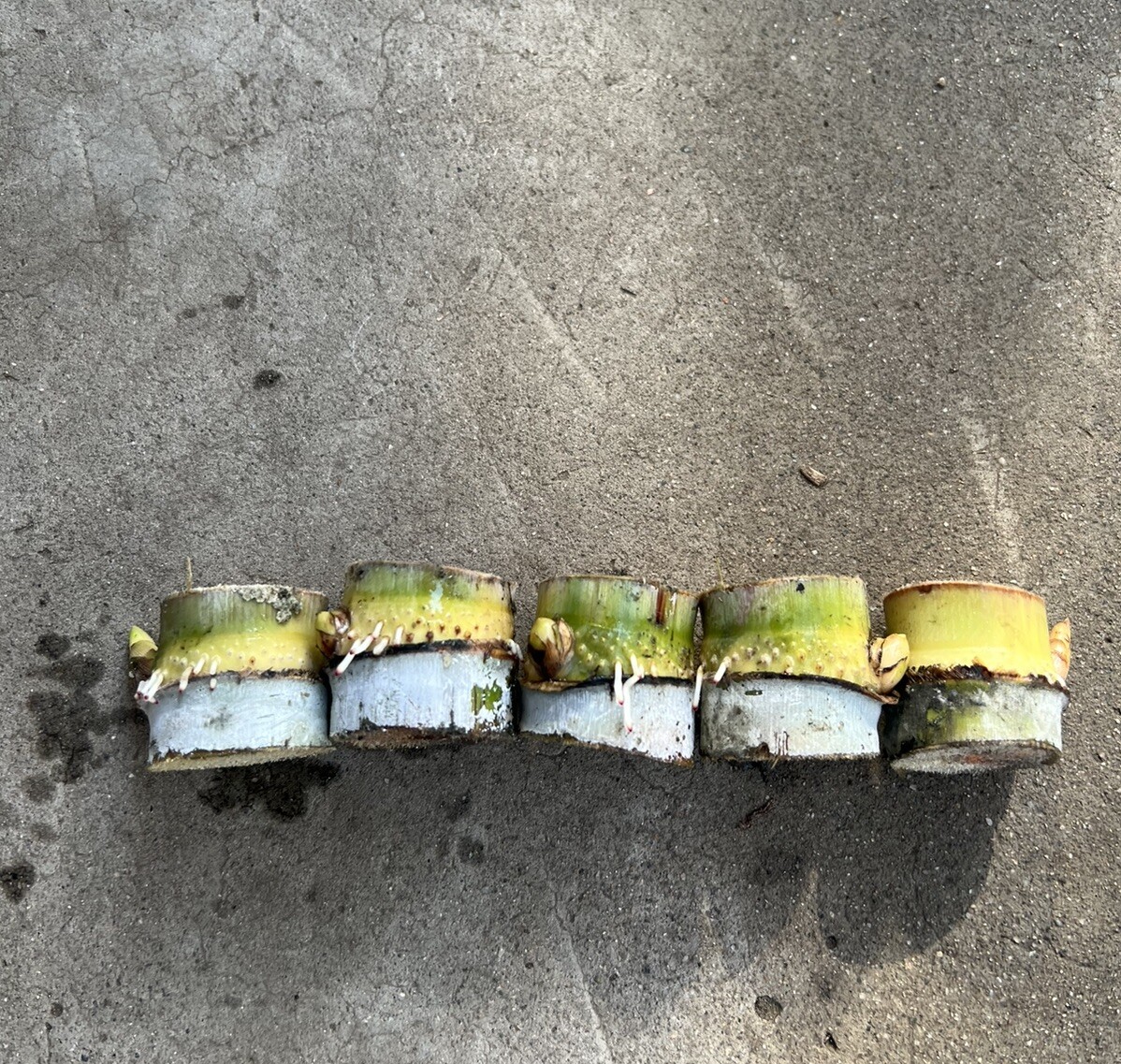 5pcs Rooted Green Yellow Sugarcane Cutting Sweet Juicy Ready To Plant