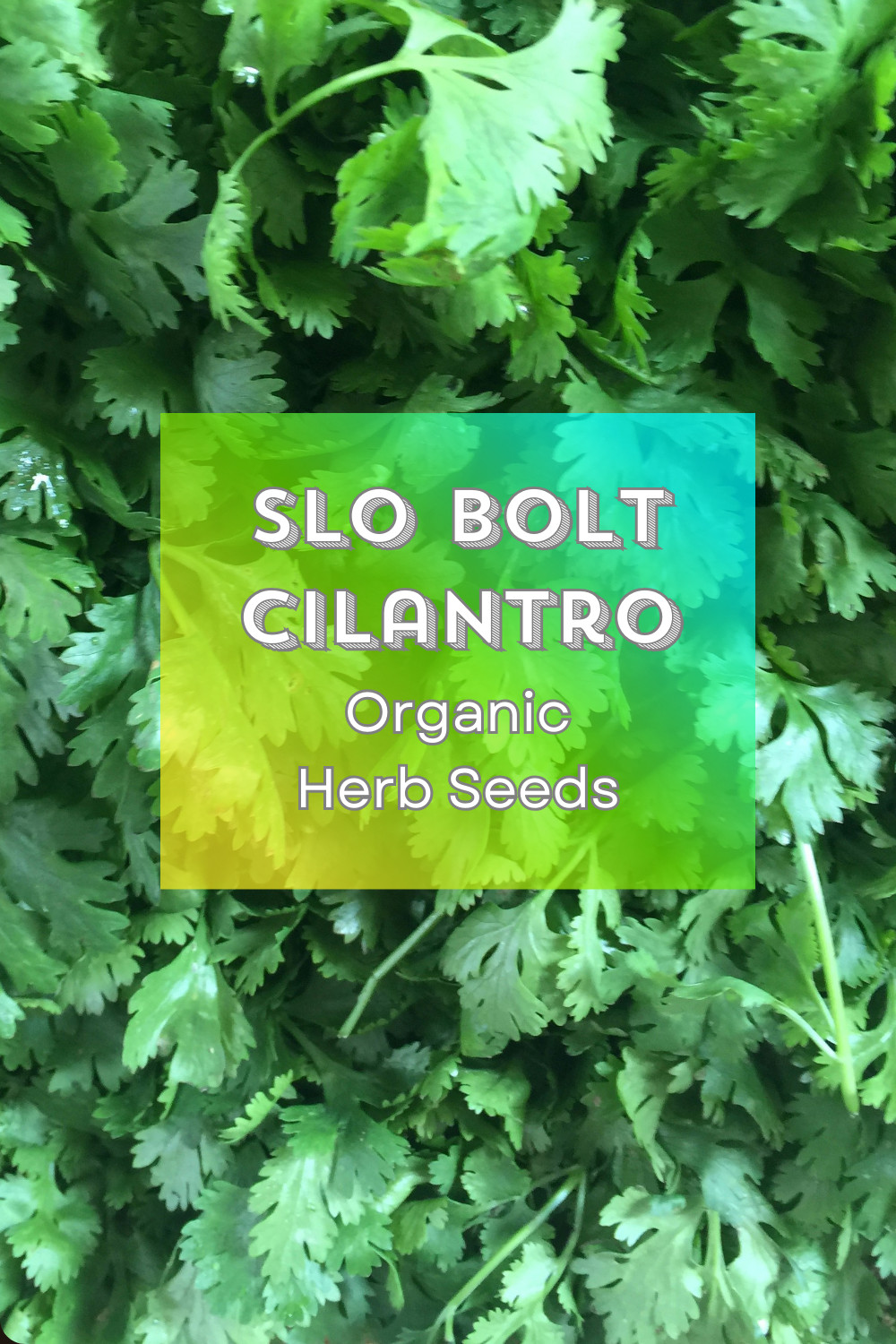 Organic *Slo Bolt* Heirloom Cilantro Herb Seeds 🌱 Favorite for Salsa!