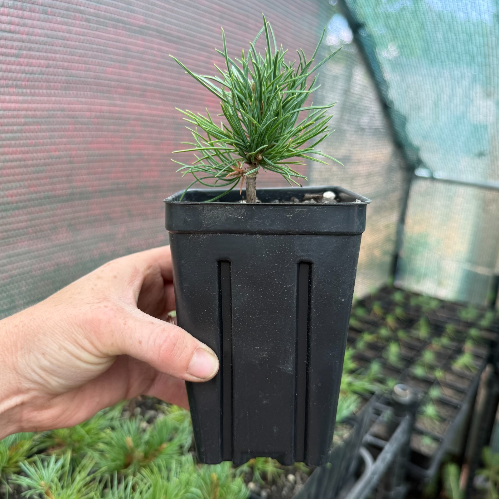 Limber Pine Tree Seedlings in Pots, 3-5″ Tall, Pinus Flexilis, Ready to Plant
