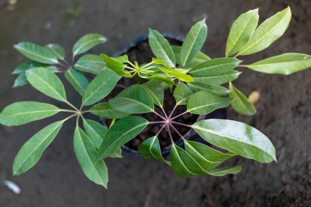 30 Schefflera actinophylla Houseplant Seeds