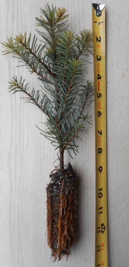 10 Noble Fir Live Bareroot Tree – 10-16″” Tall – Abies Procera – Zones 5-6