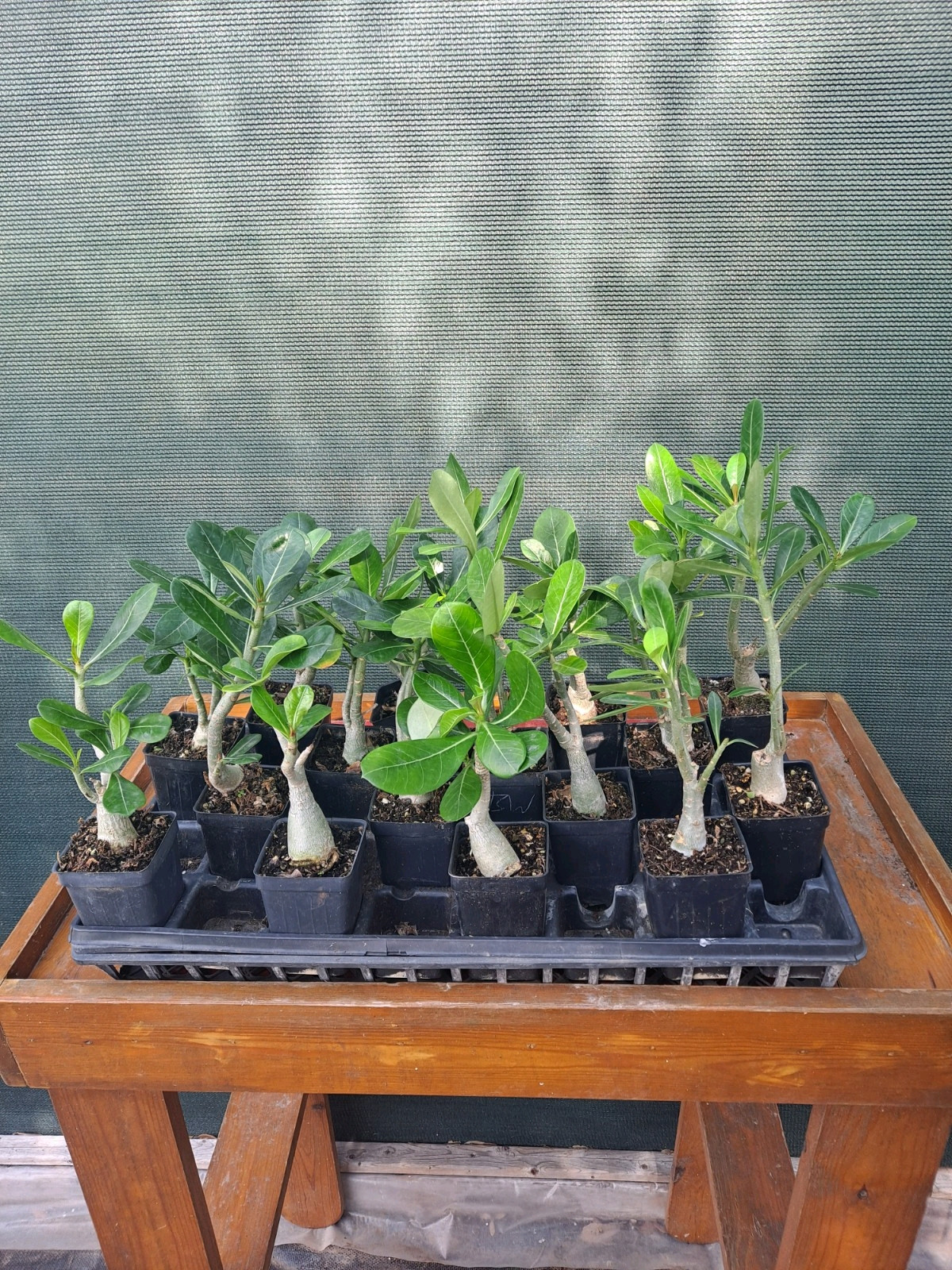 10 Adenium Obesum desert rose seedlings Rosa Del Desierto US SELLER