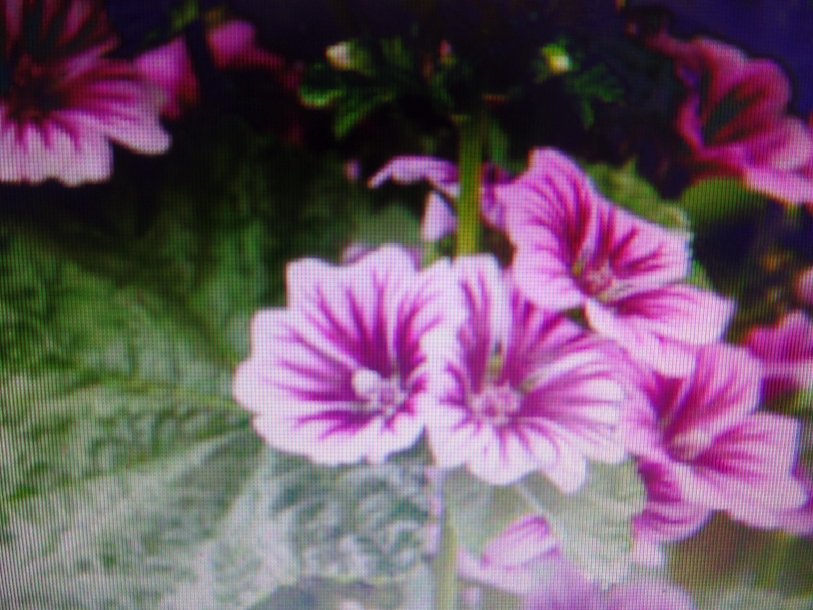 Althea Zebrina Seeds 25+