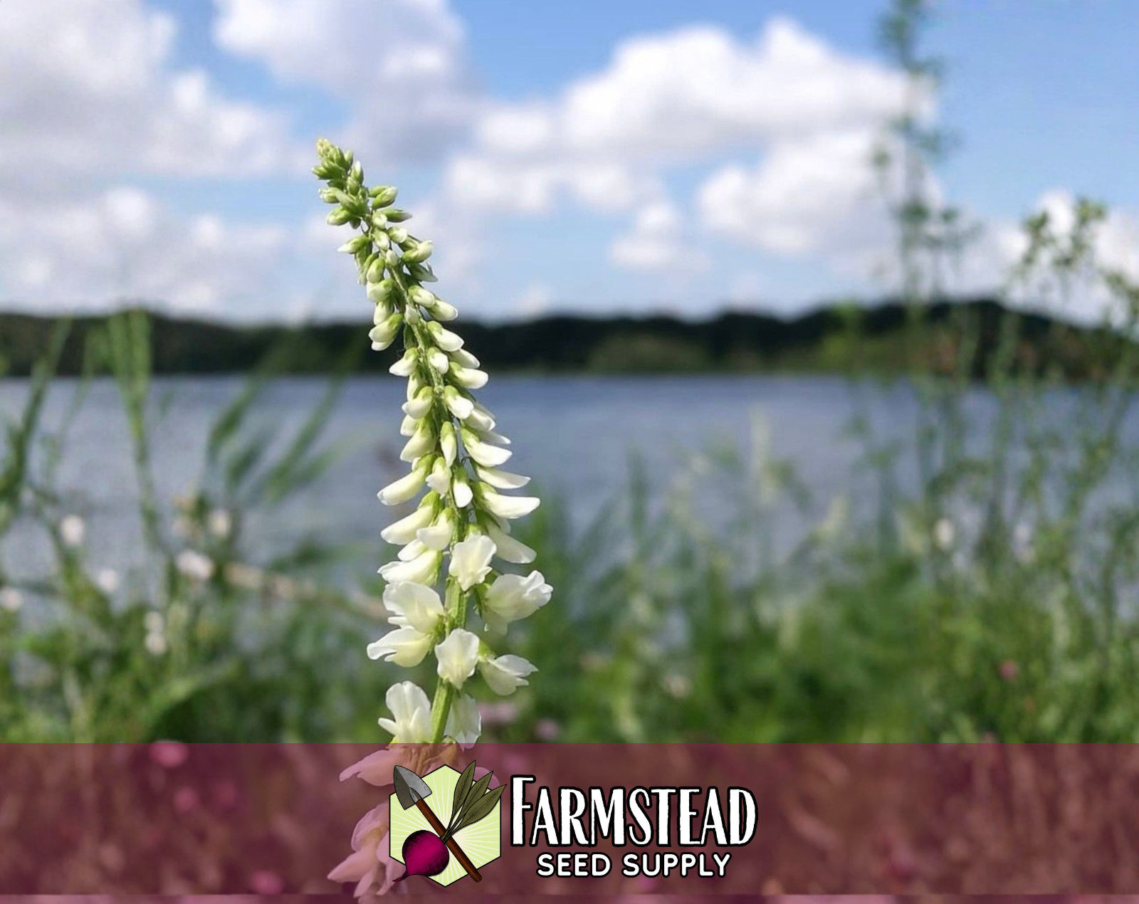 5000+ White Sweet Blossom Clover Seeds | Flower Gardening Pollinator Plant Seed