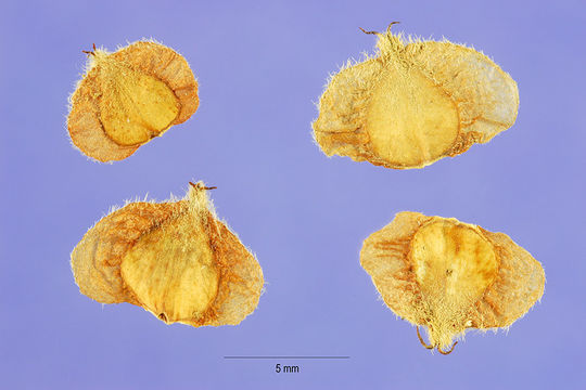 River Birch, (Black Birch), Betula nigra, Tree Seeds (Fast, Hardy, Fall Color)