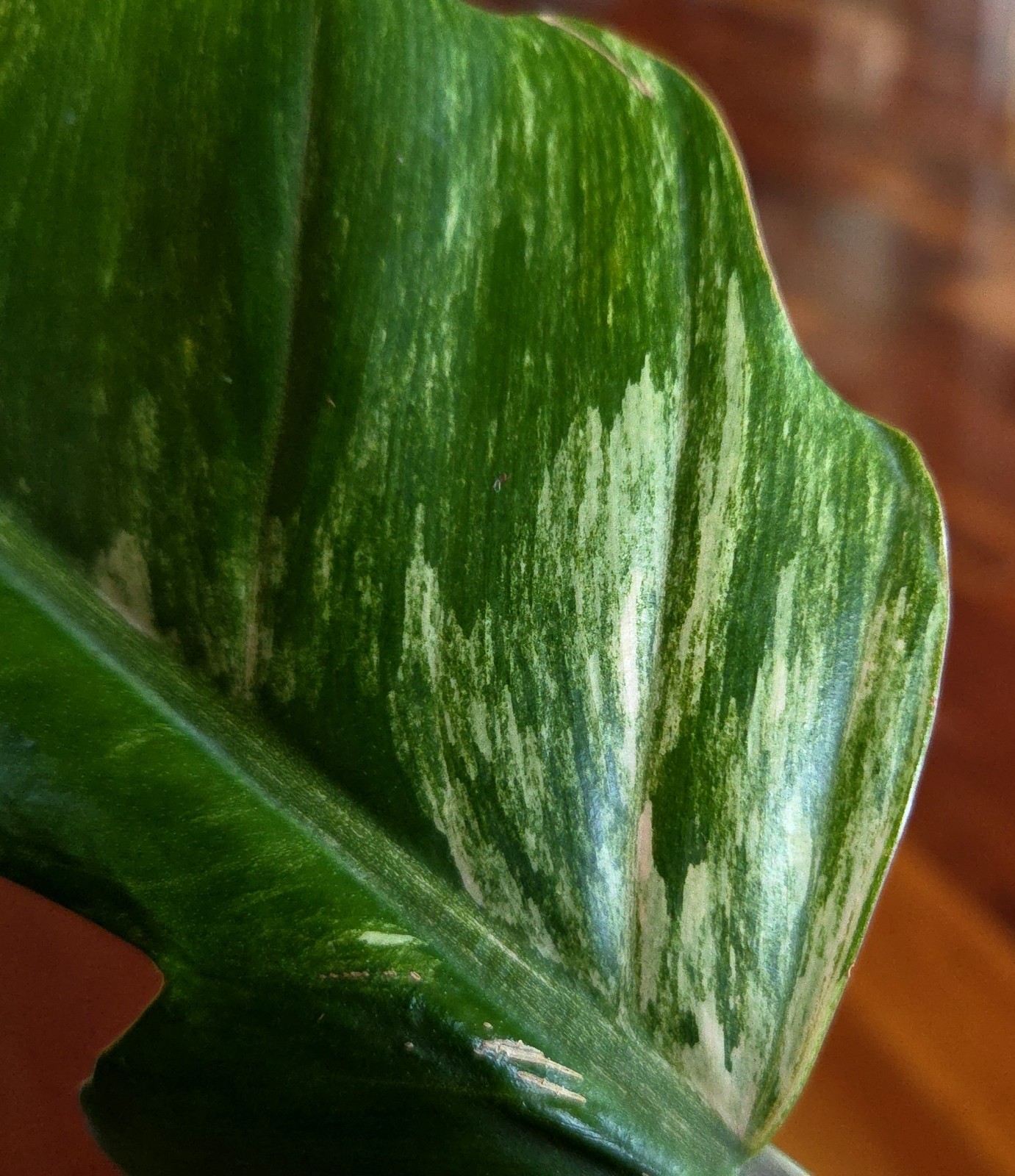 Rare XL Philodendron Pink Flushed Caramel Marble 27″ Wide Not Anthurium Monstera