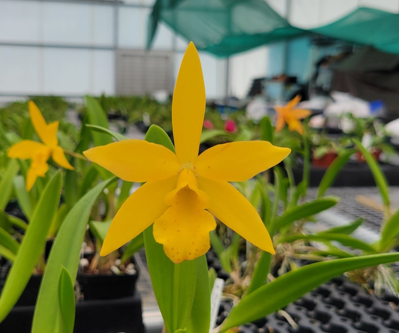 BC. Richard Mueller 4N x Cattleya orchidglade very nice plants all in spike!!!