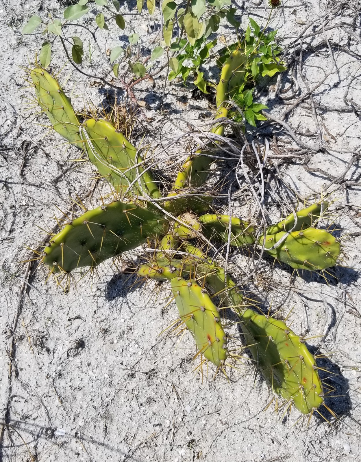 Opuntia Dillenii Beach Prickly Pear Cactus Sand Key Beach FL Pad Cutting (1)