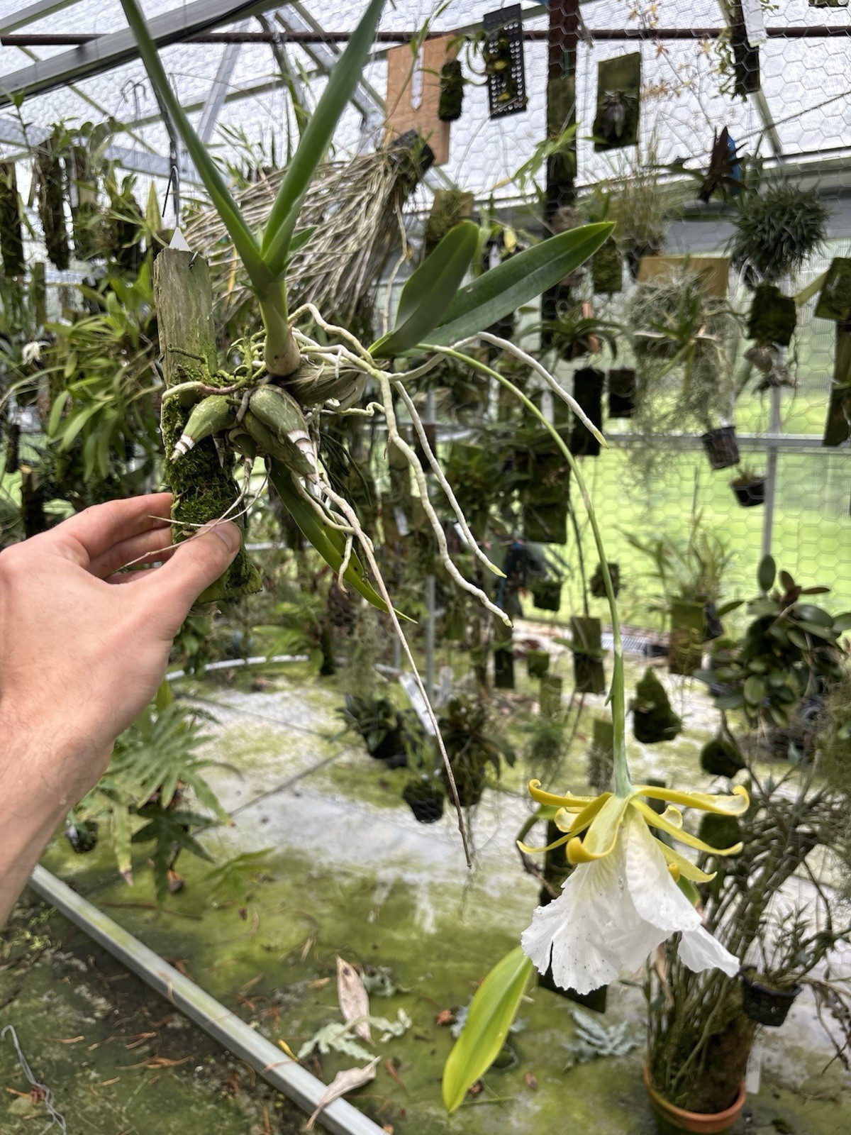 Encyclia mariae In Bloom Choice Fragrant Orchid Species