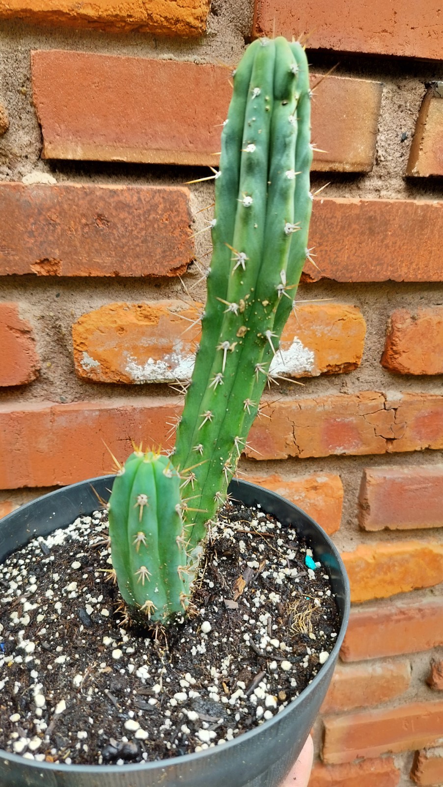 Sacred Cactus – Bridgesii Wowie Cross- Fully Rooted ( Exact Cactus)