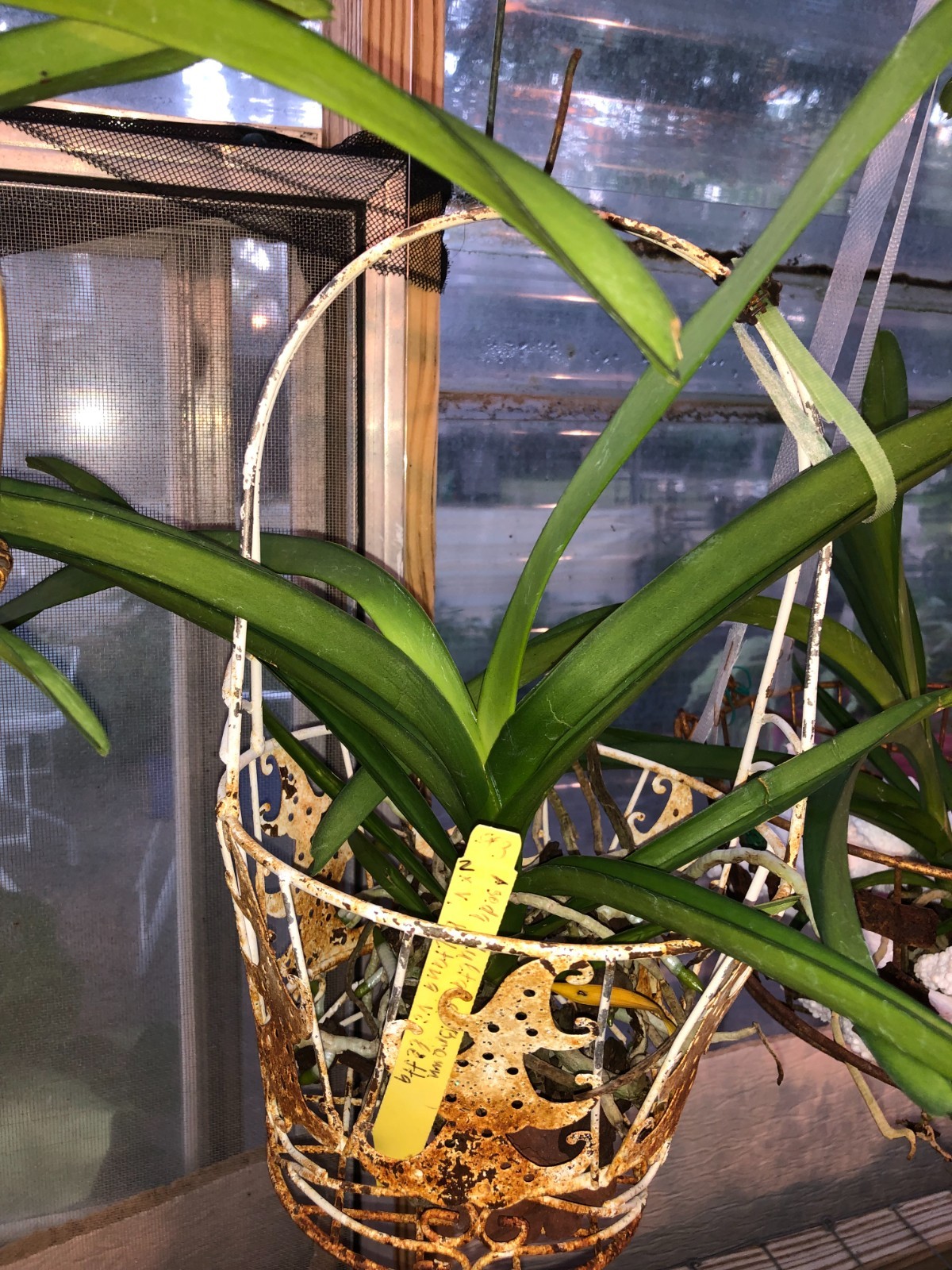 (583-3) Ascda Kultana ‘Brown ‘x V.Kultana violetta NBS