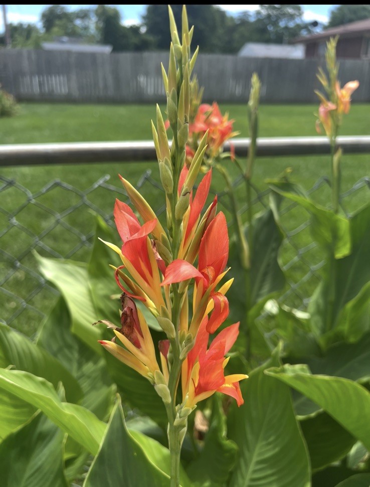 5 Orange/yellow canna lily Rhizome Bulb, green leaf, 48″ – 60″ tall