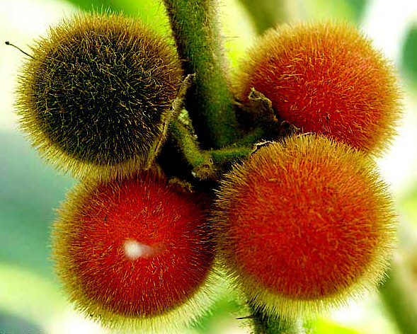 Naranjilla Orange Tree Seeds (Solanum quitoense) “Lulo Quito” Garden Fruit Plant