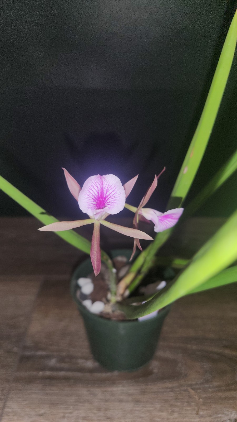 Encyvola Jairak Treasure ‘Brown Bird’ 3.5″ Pot BS Division