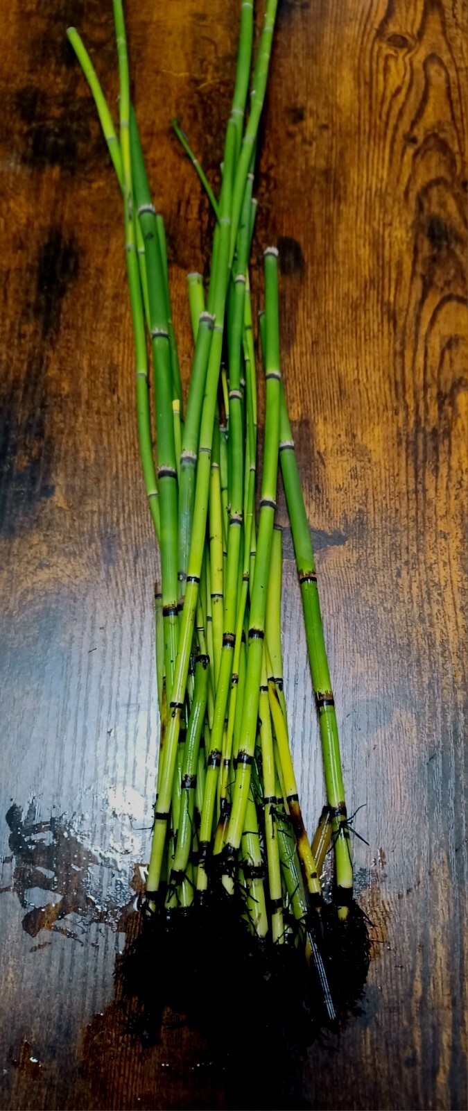25 horsetail reed plants evergreen perennial zen garden like bamboo