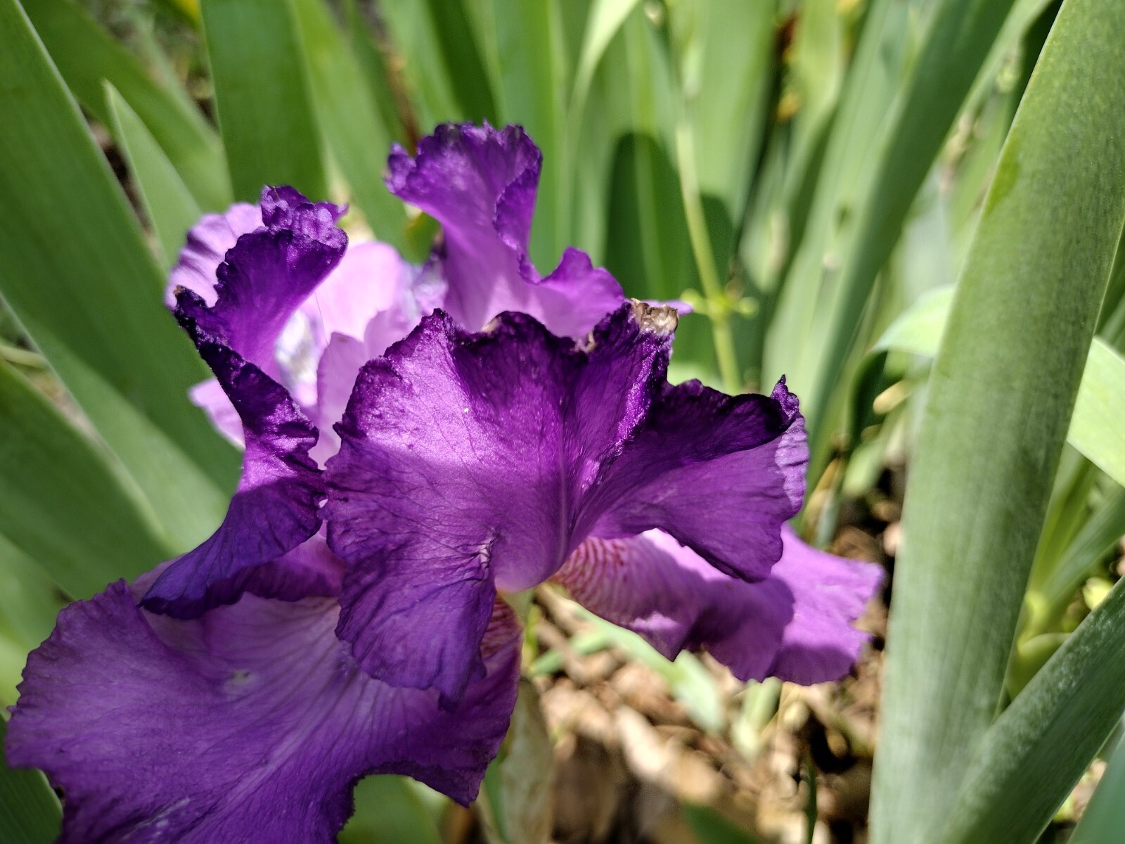 20x FRESH MIXED VARIETIES/COLORS BEARDED IRIS Bulbs/Rhizomes FRESH
