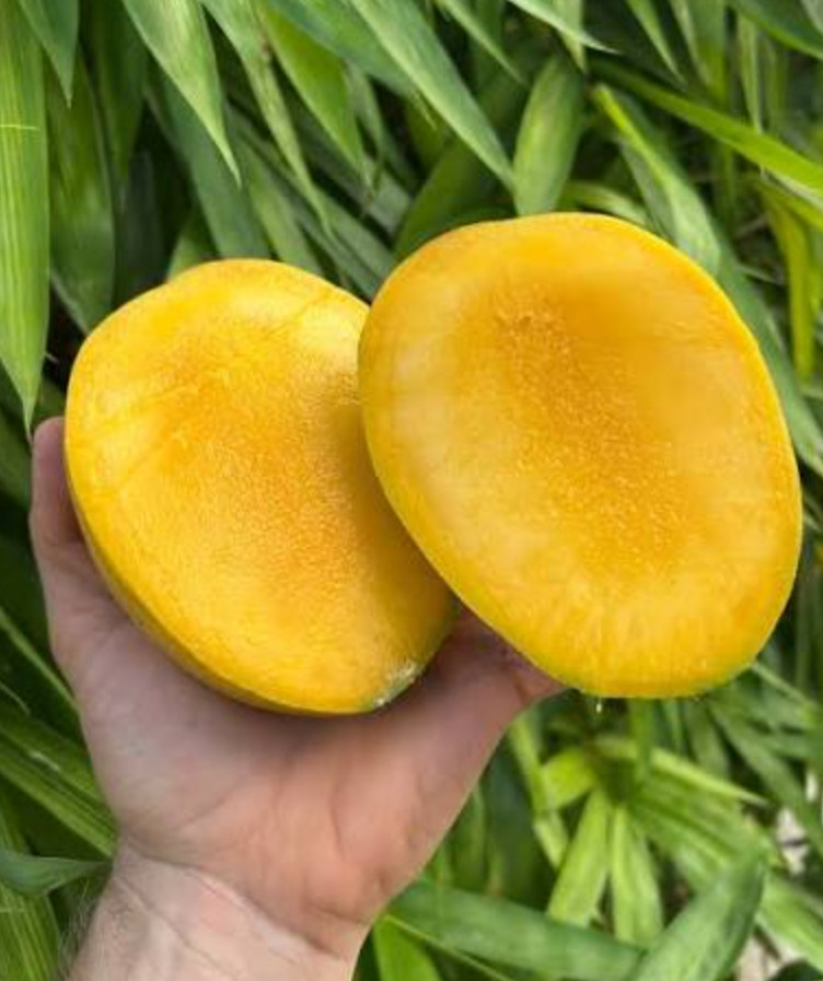 Live Grafted Kathy K3 Mango Tree – 3 Gal Pot – Tropical Fruit Tree – No Ship to