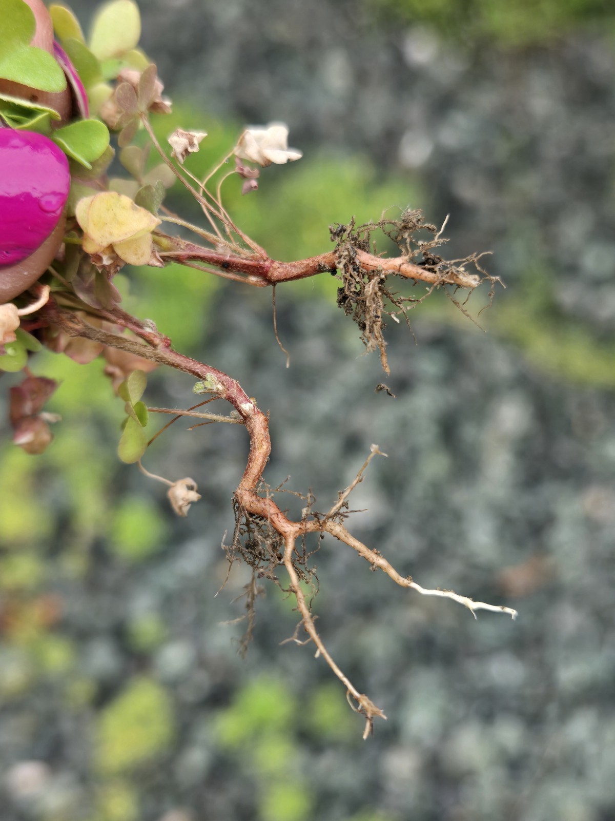 Live Common Yellow Woodsorrel (Oxalis Stricta)Bare Root Plant”Lemon Clover” Herb