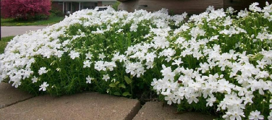 Snowflake Creeping Phlox 25 Plants in 3-1/2 inch Pots