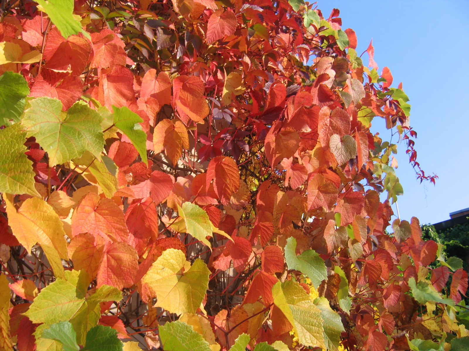 Amur Grape, Vitis amurensis, Vine Seeds (Edible, Fast, Fall Color, Hardy)