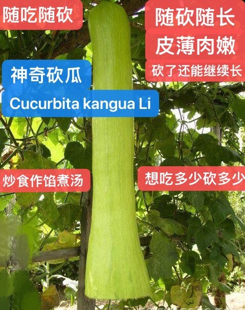 8CT Cucurbita kangua Li cut&grow gourd kangua melon seeds 8粒神奇砍瓜种子2023年产
