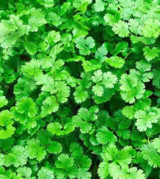 Cilantro Seeds – Coriander Seeds | Heirloom – Non-GMO | Free Shipping USA