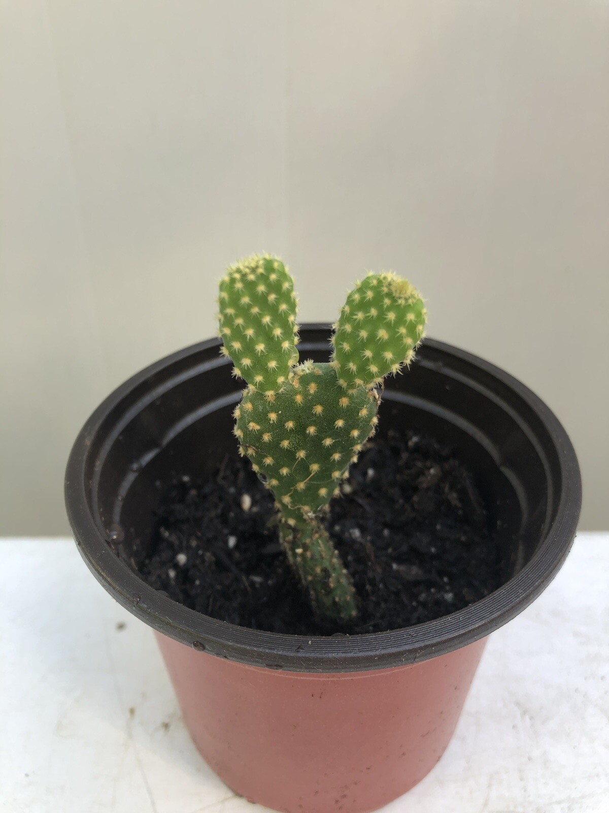 4 Bunny Ears Opuntia Microdasys Cactus Succulent With Pot Live Plant