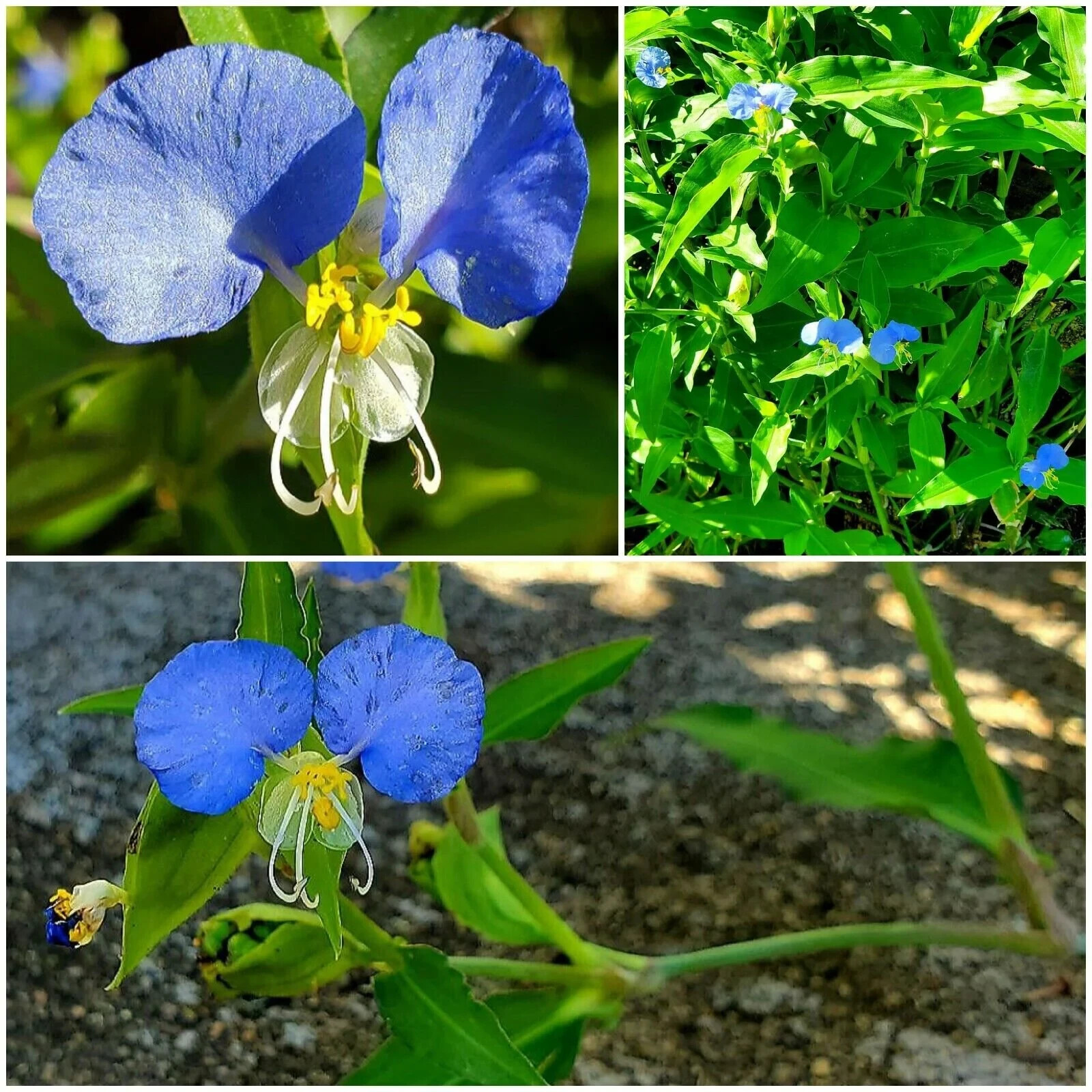 15 Spiderwort Day Lily Plants, Wandering Jew Blue, Very Easy To Grow, Outdoor