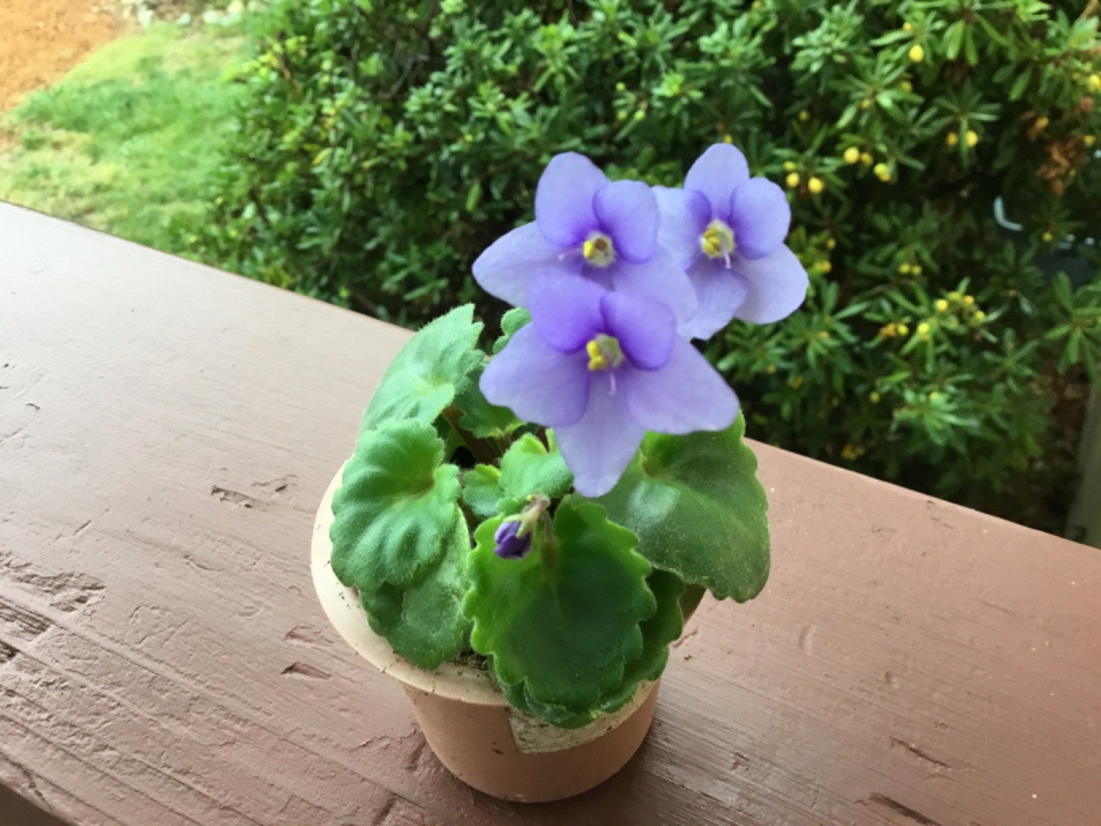 Miniature African Violet”Blue Sprite”