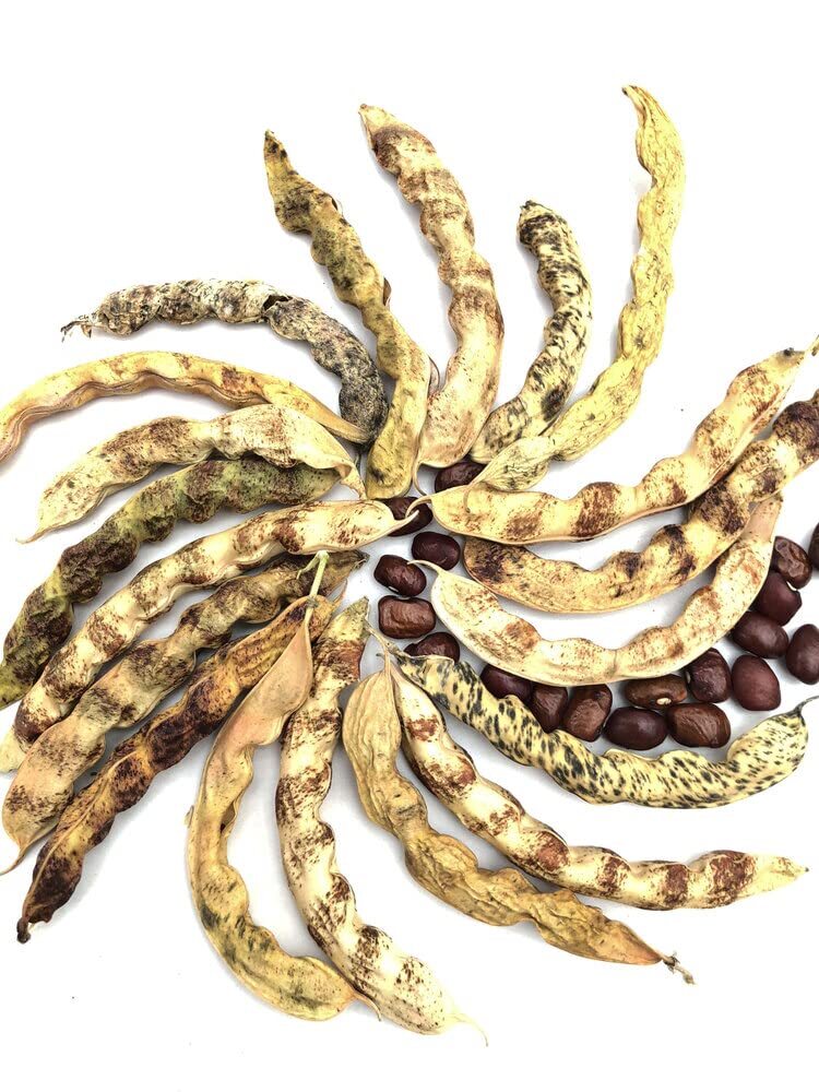 Organic Little Red Cut Short Beans Seeds (Phaseolus vulgaris) 100 Seeds (100