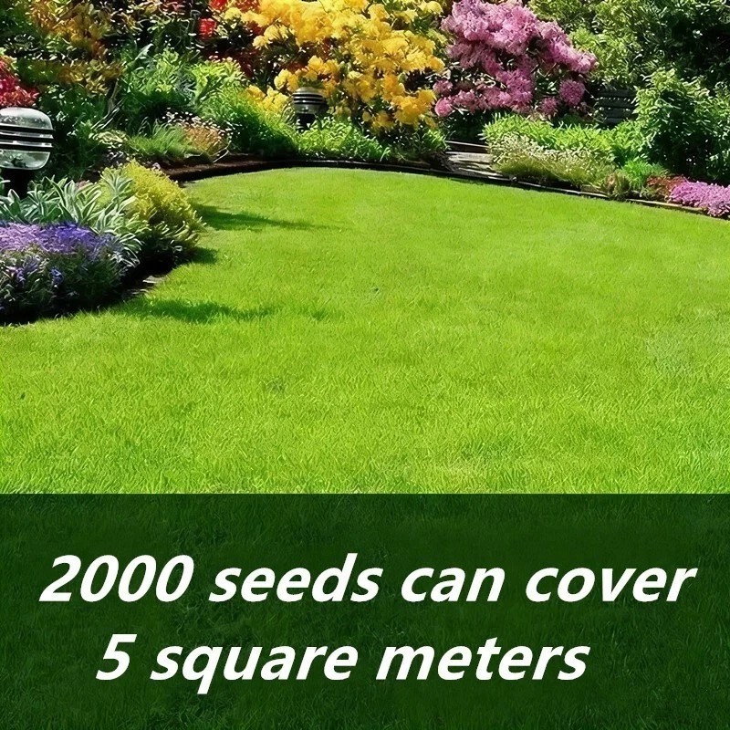 100g Evergreen Dwarf Grass Seed Garden Grass Seed Growth-Boosting Lawn Seeding