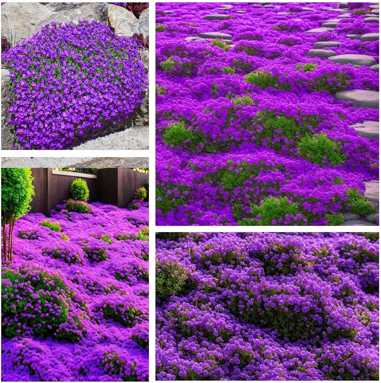 18000+ Magic Creeping Thyme Seeds for Planting Ground Cover Plants Heirloom Flow