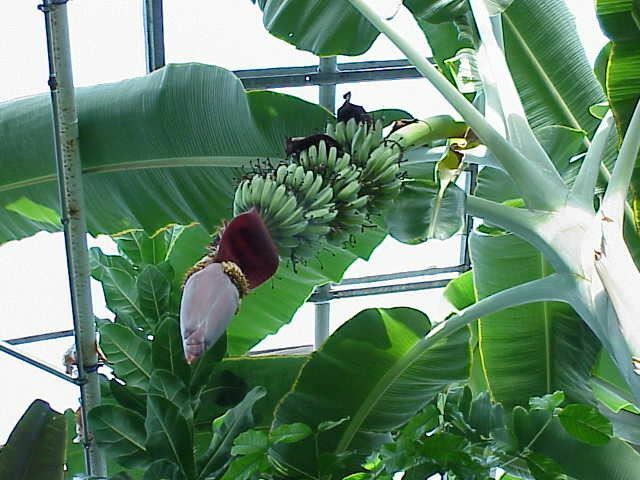 Musa – ‘Gran Nain’ – Banana Tree – Live Plant
