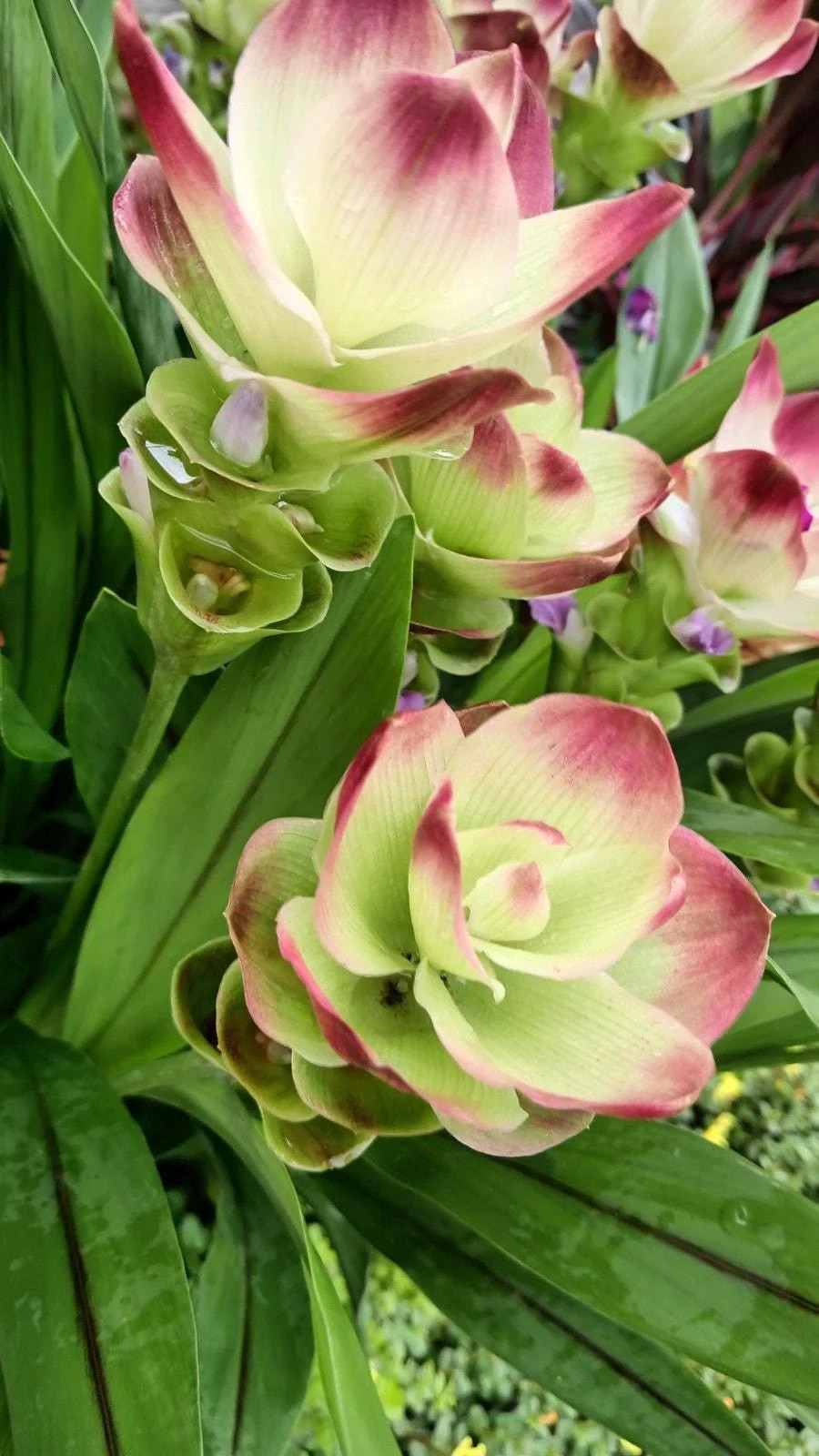 Curcuma Alismatifolia -BAREROOT Large YELLOW Siam Tulip – Ginger Summer Tulip