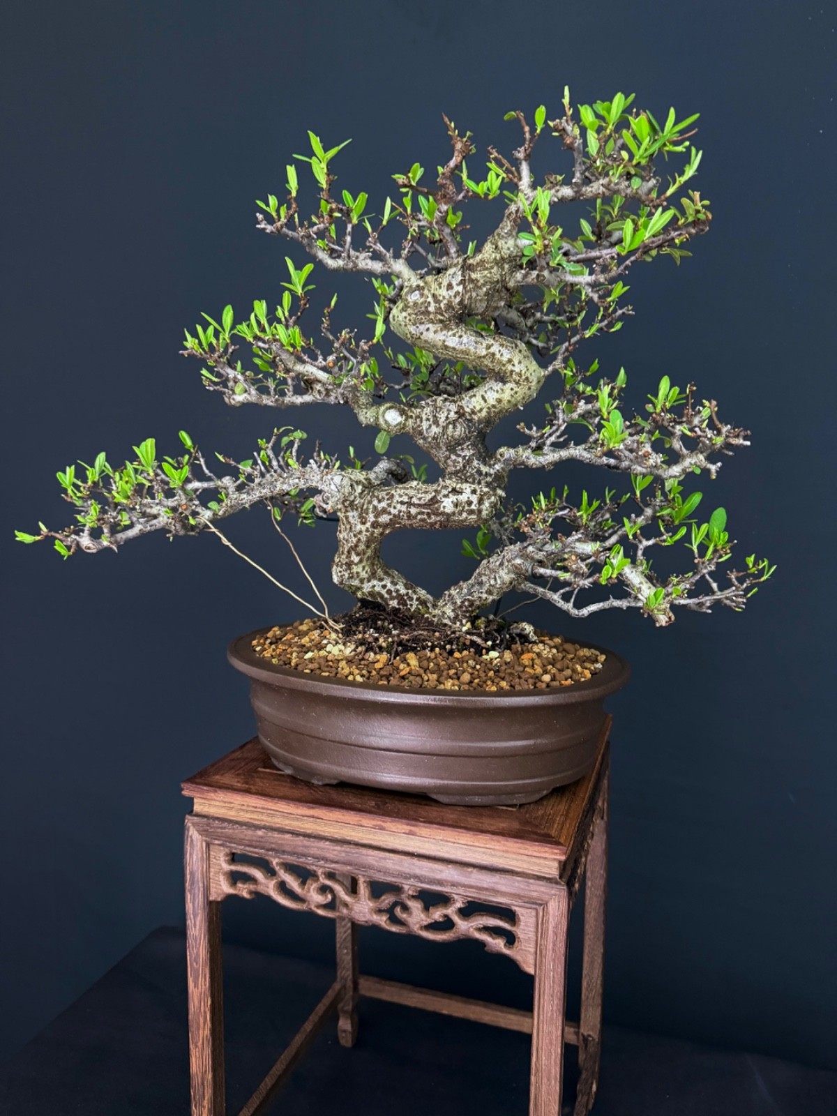 Pyracantha Fruit Bonsai tree (very easy to bear fruit)